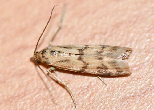 Homoeosoma sinuella